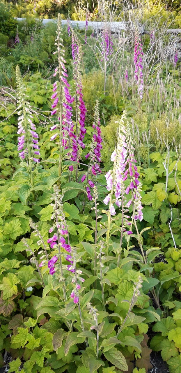 digitales sur vancouver island