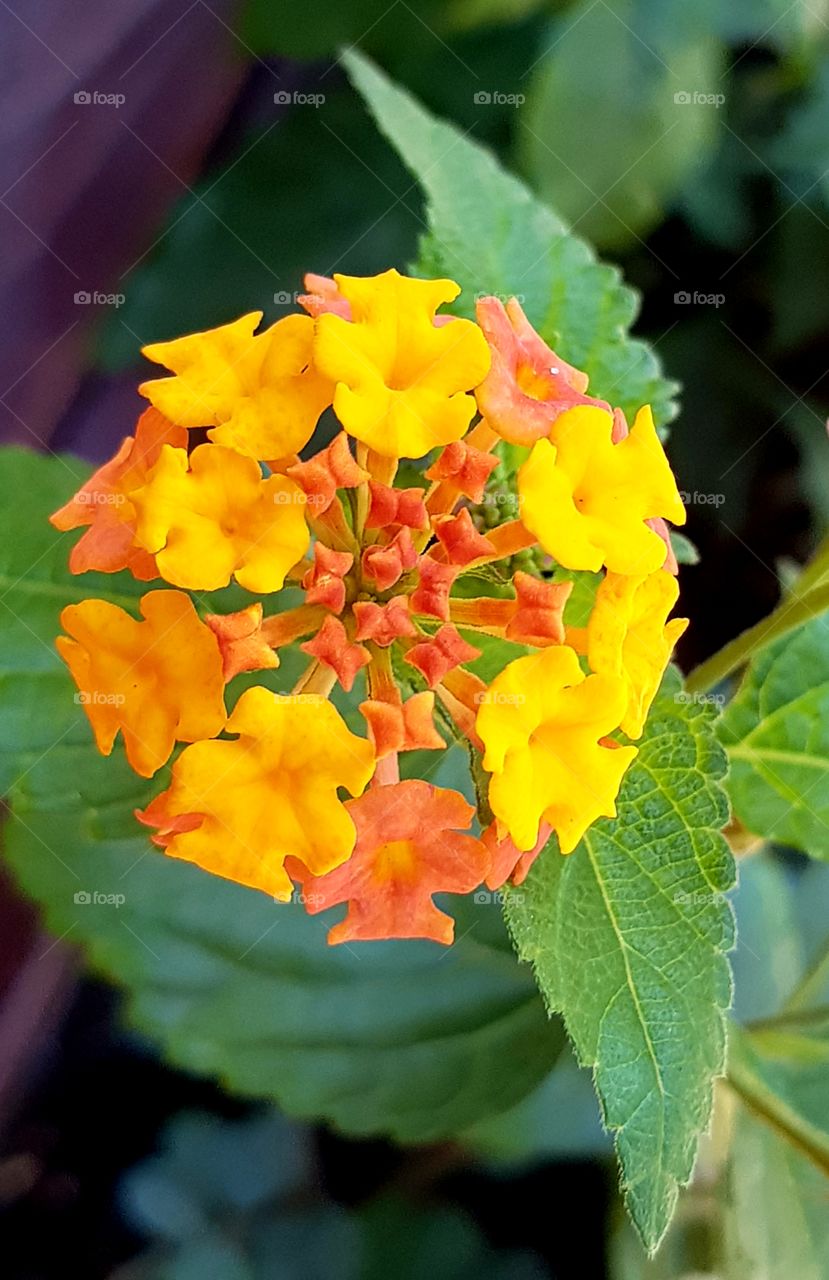 flowers  - life color