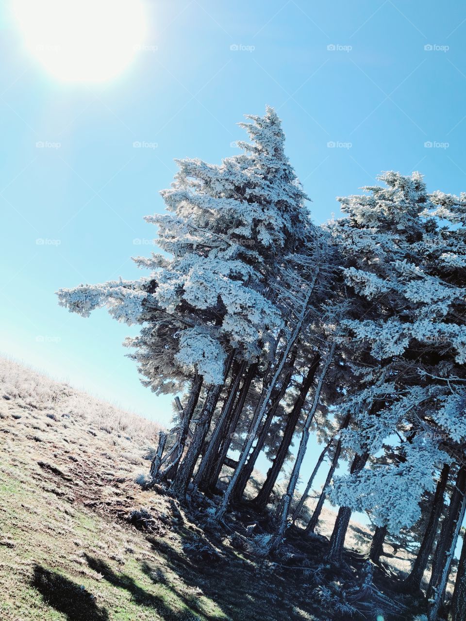 Pine Trees with snow