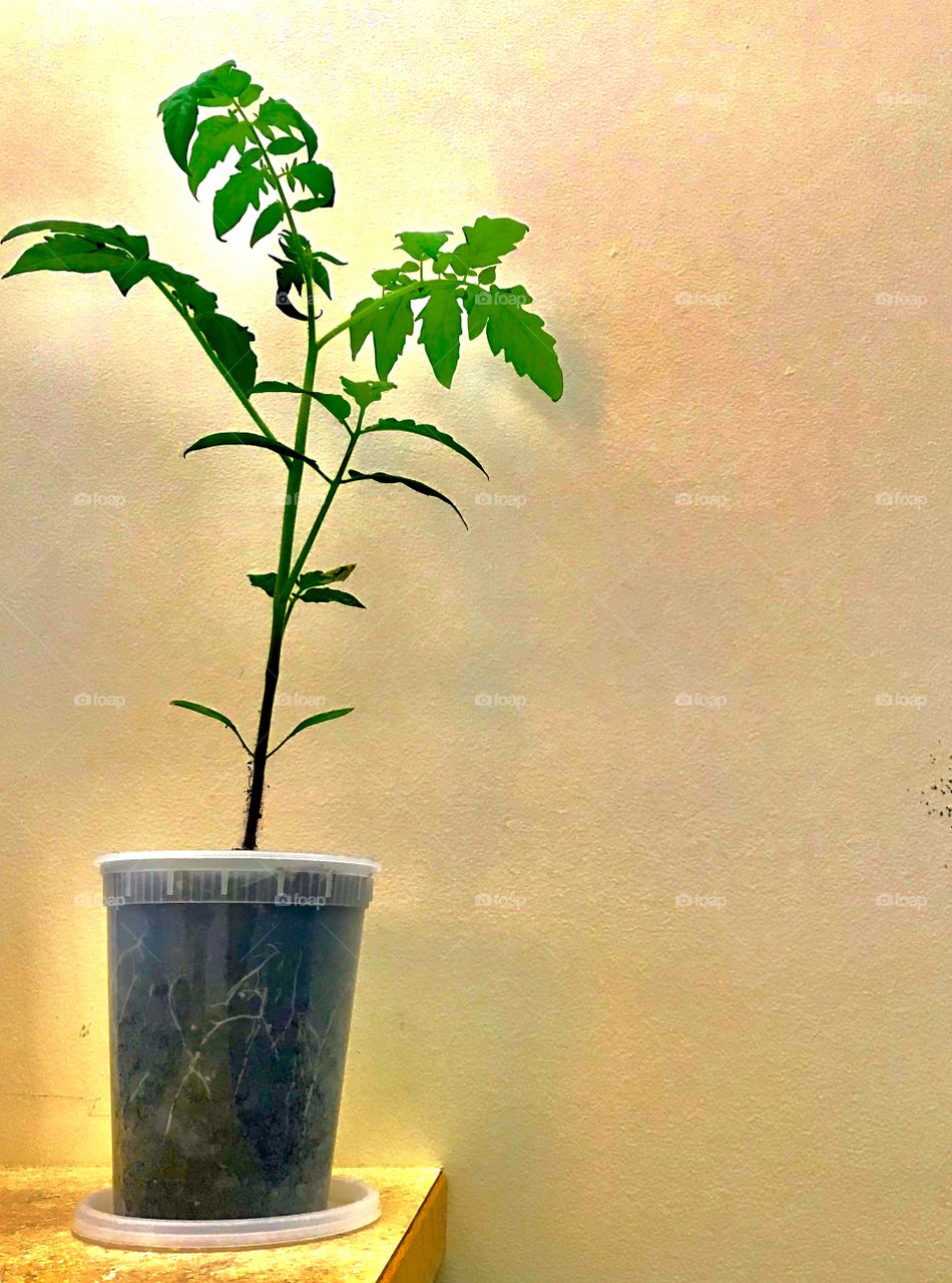 Jerry the tomato plant