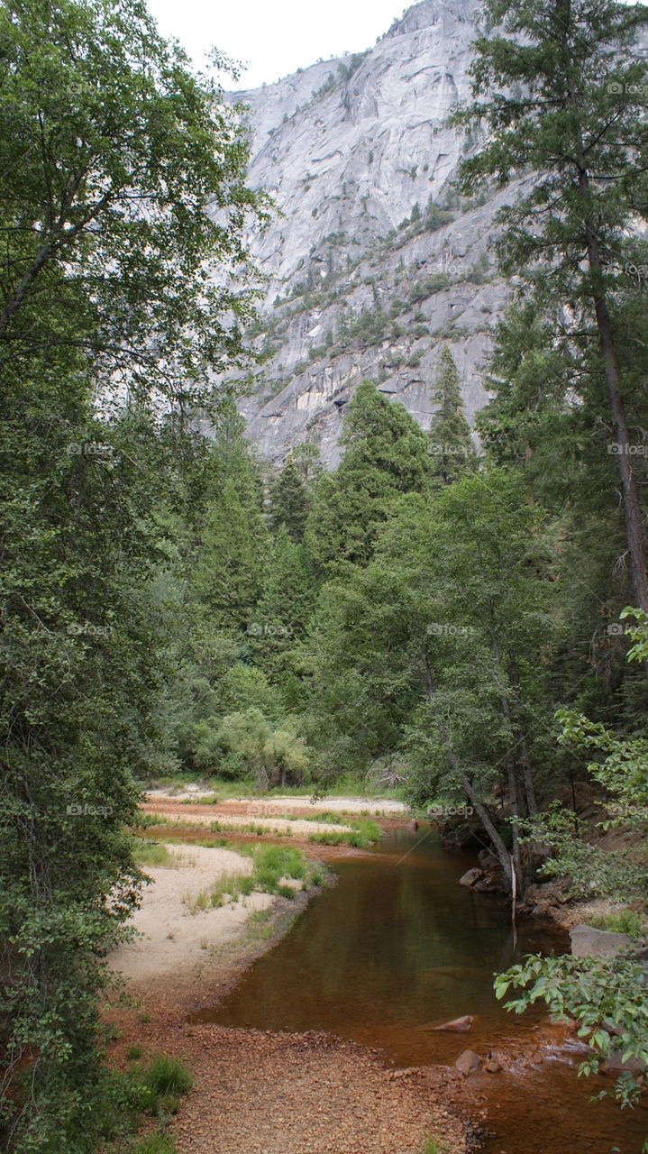 Yosemite forest 