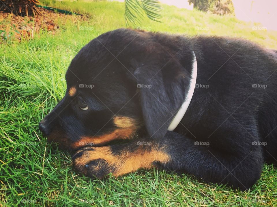 Puppy (Rottweiler)