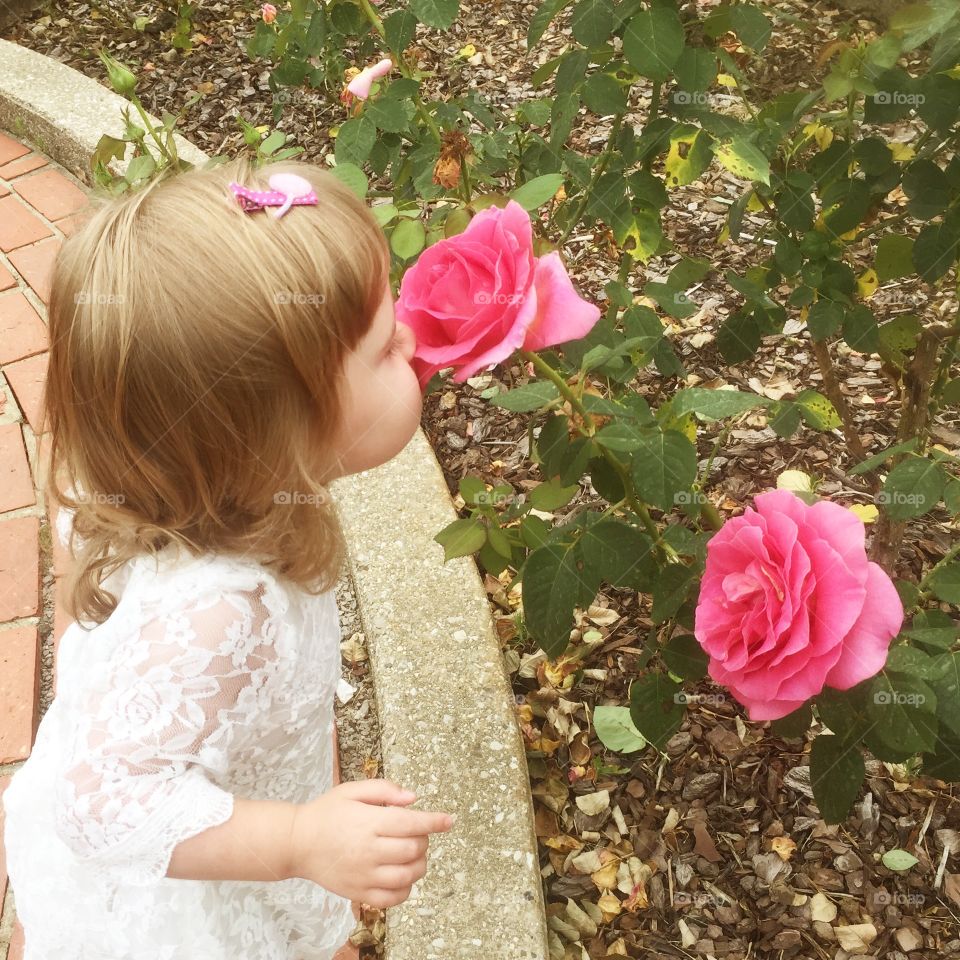 Toddler girl smelling pink roses in white lace dress