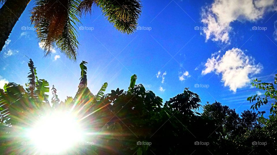 SOL ENTRE AS ÁRVORES