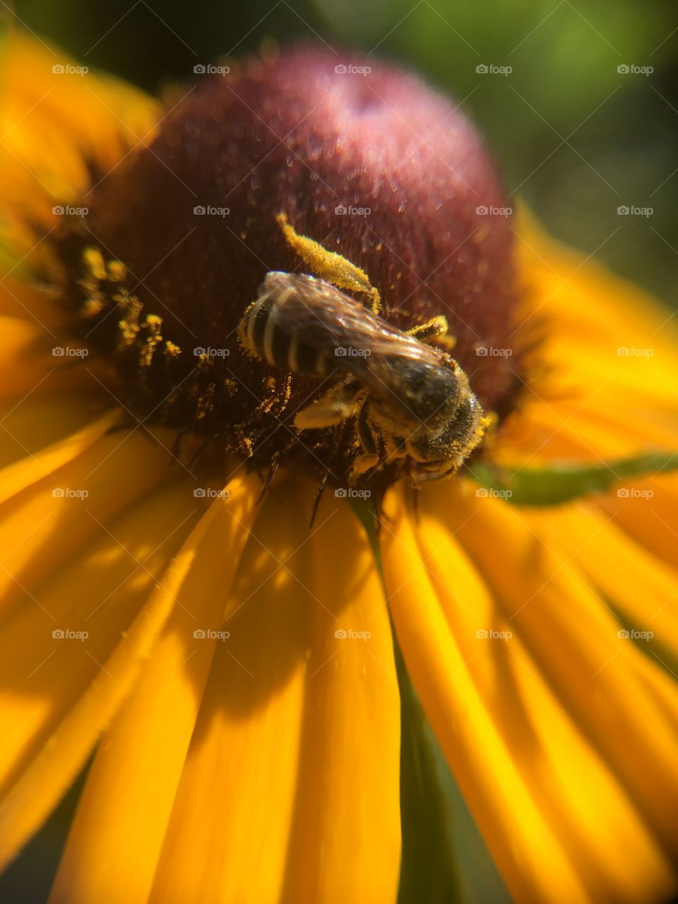 Bee collecting pollen