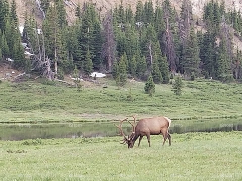 elk