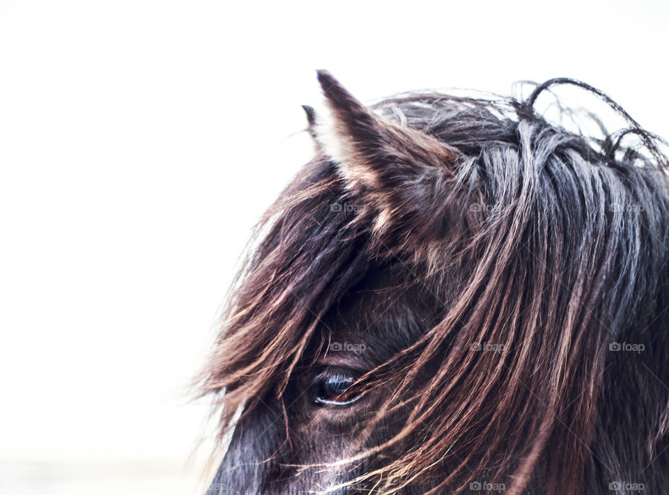 Close-up of a horse head