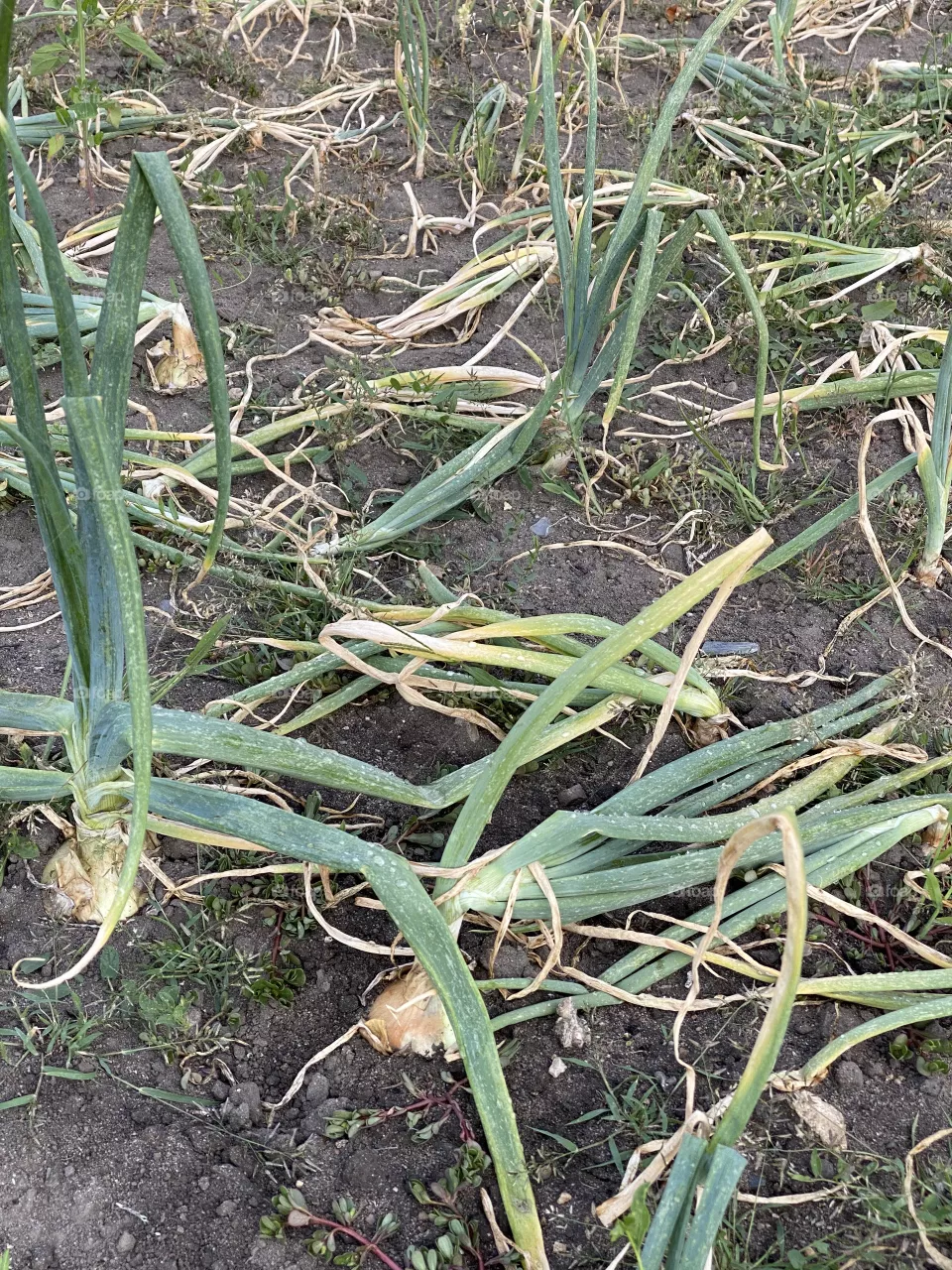 Onions growing on an onion fuels 