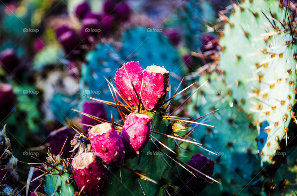 bright red prickly pear cactus fruit glistening in the southwestern Sunshine after a thunderstorm
