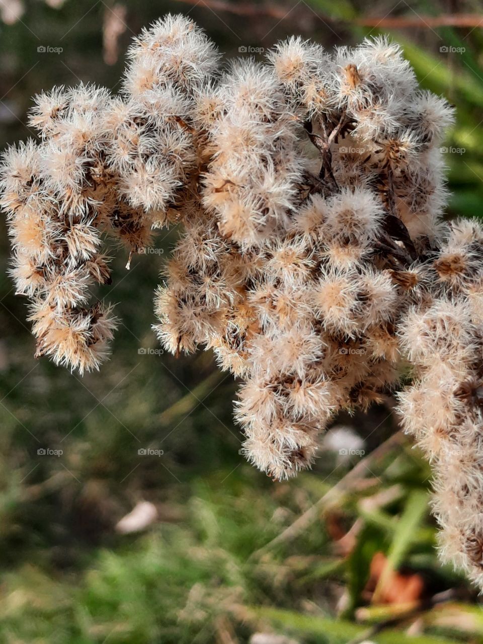 sunlit dry flowers of goldenrod  in winter
