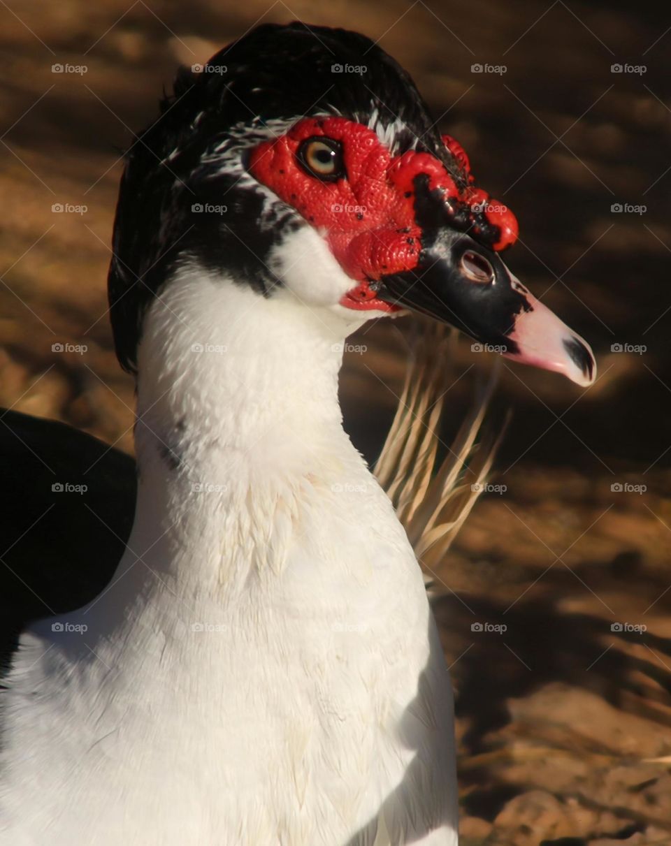 Closeup of a Muscovy Duck