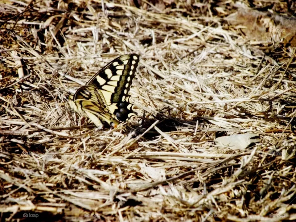 Butterfly
