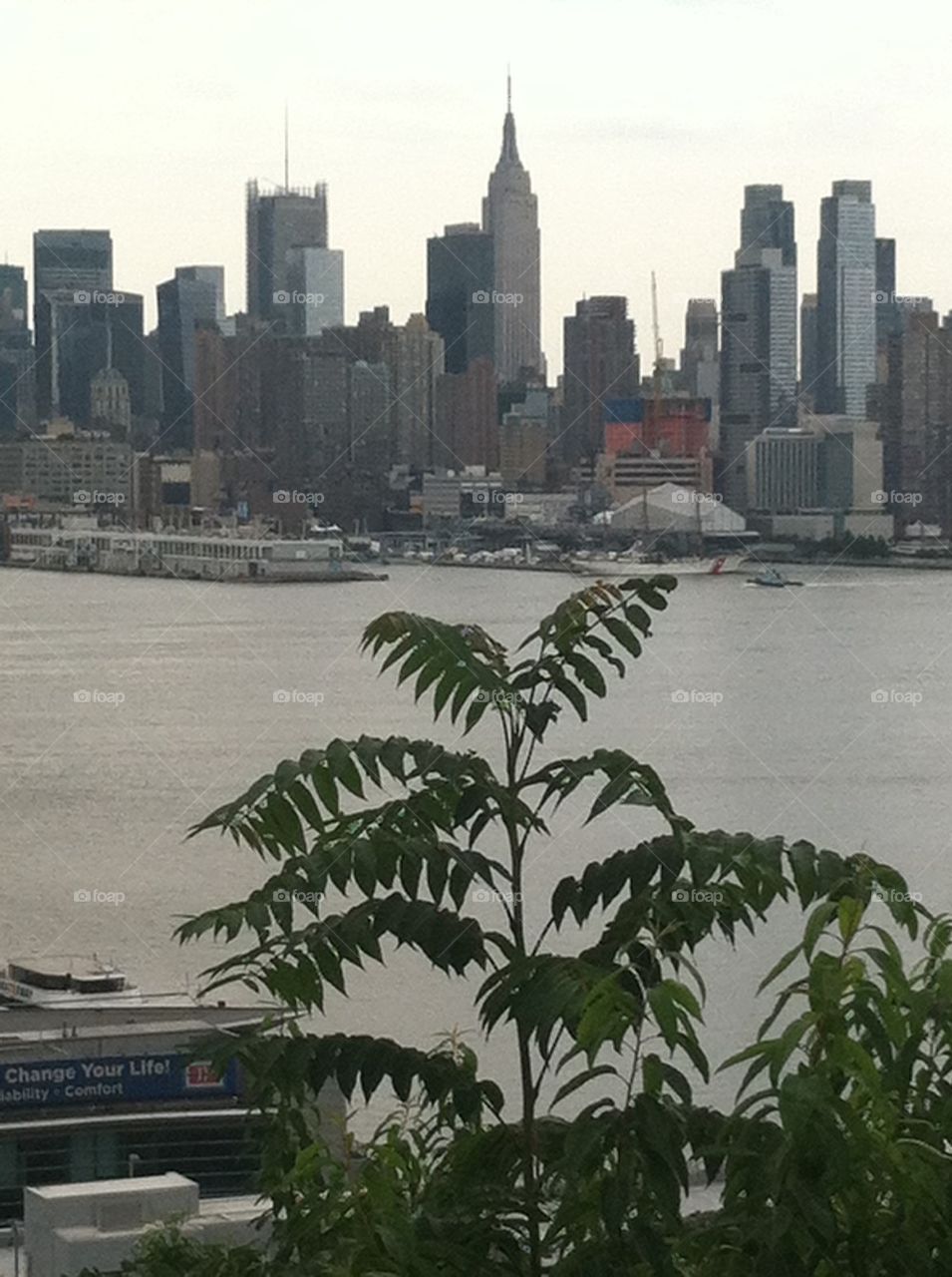 Empire State Building tree