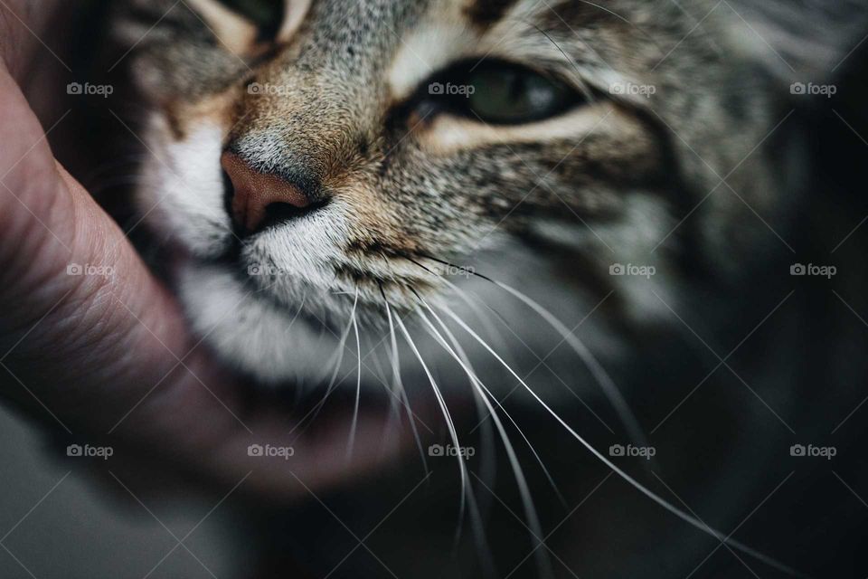 Cat up close