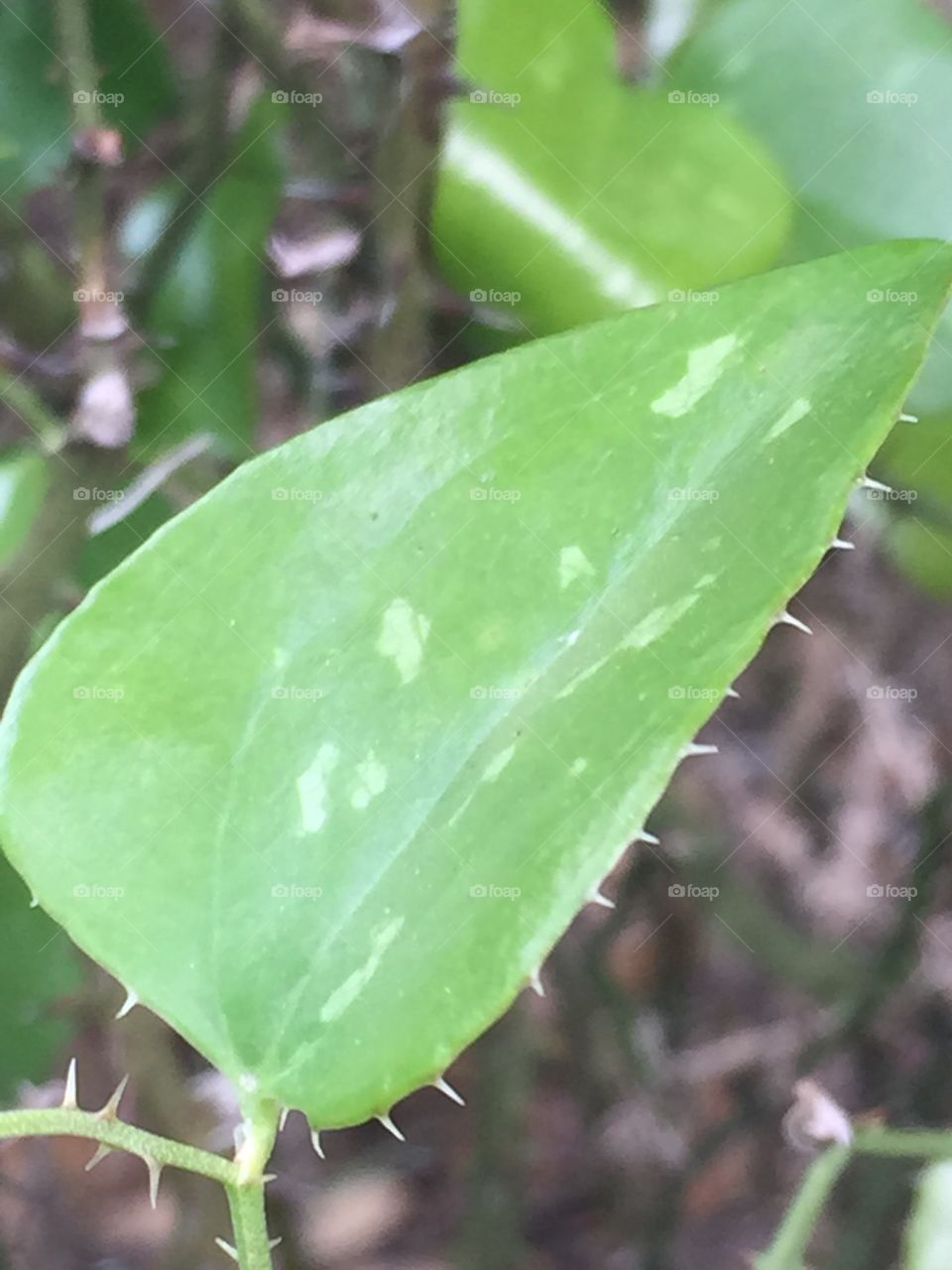 Close up of a briar leaf 