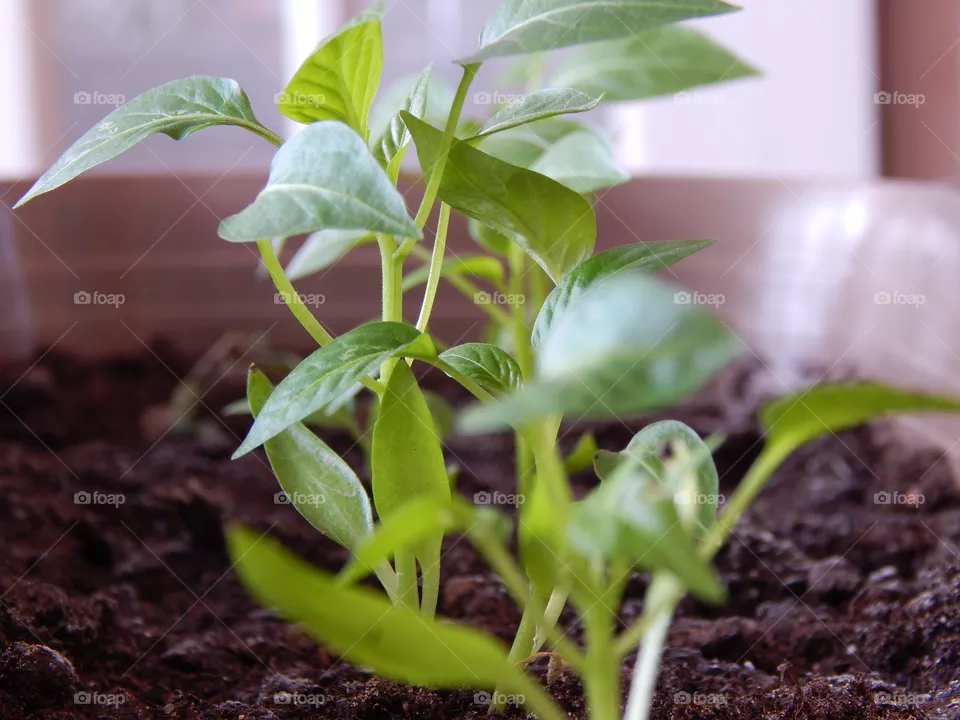 plant