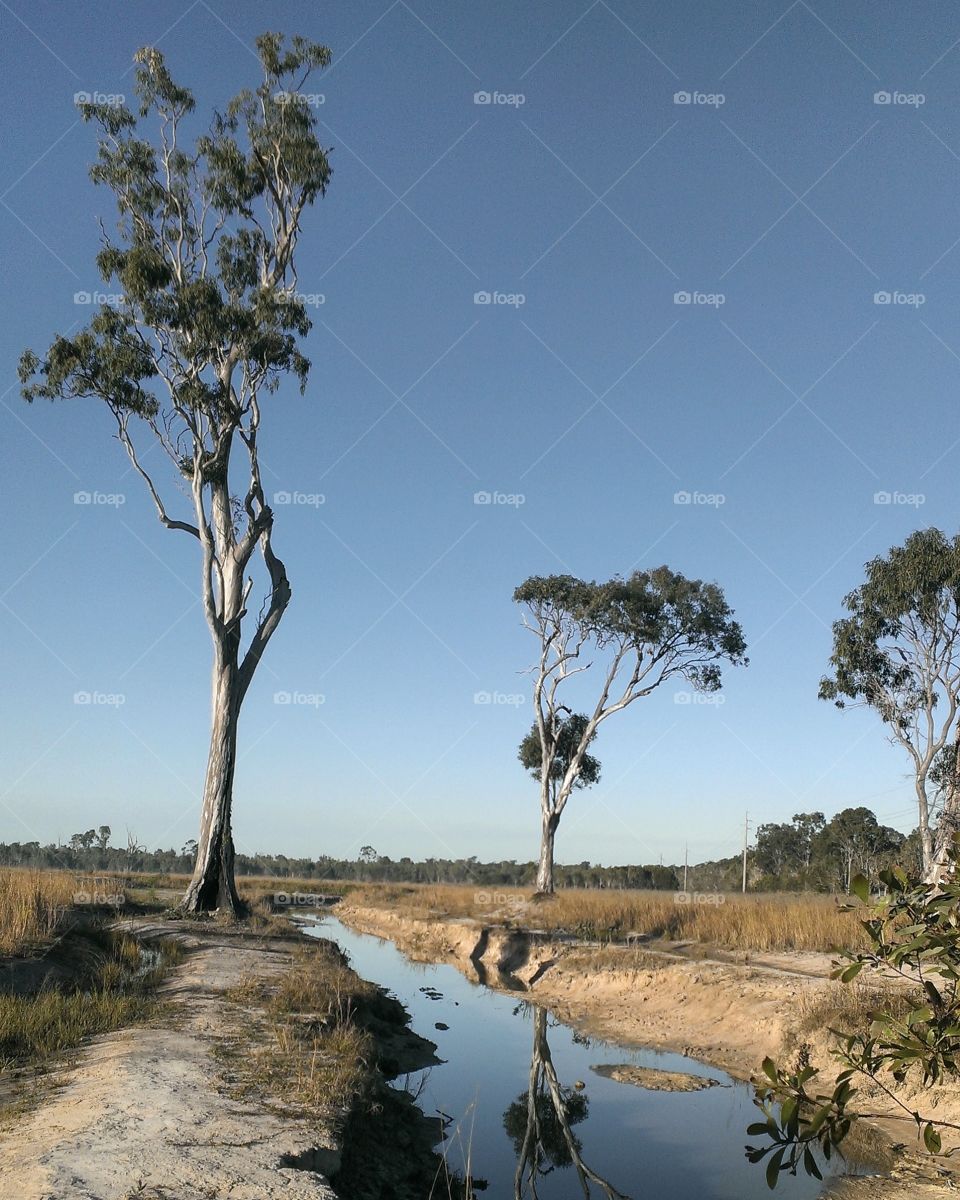 Gum trees at Wondunna creek. Hervey Bay, QLD