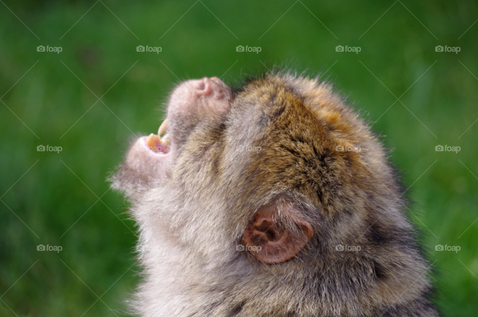 tired close up monkey yawn by gaillewisbraznell