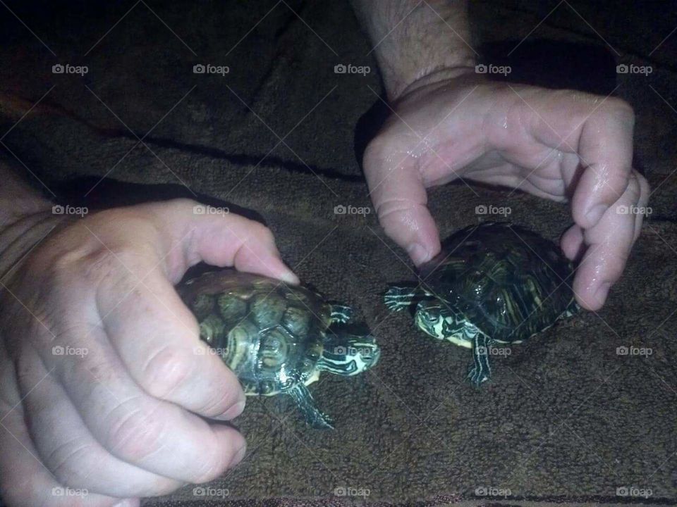 Turtle Brothers