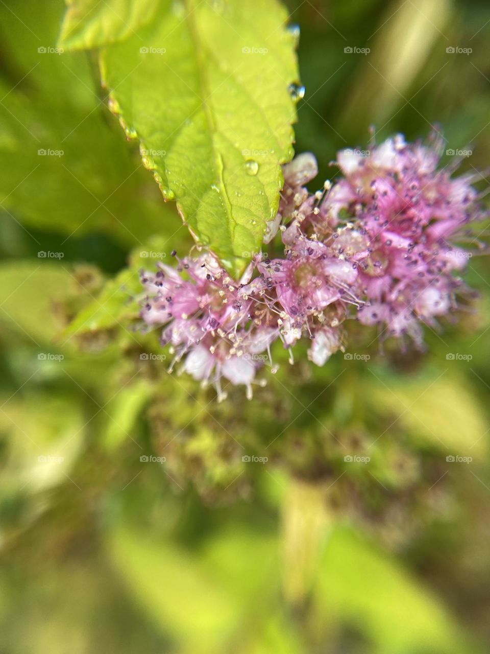 Pink tiny flowers next to wet green  leaf