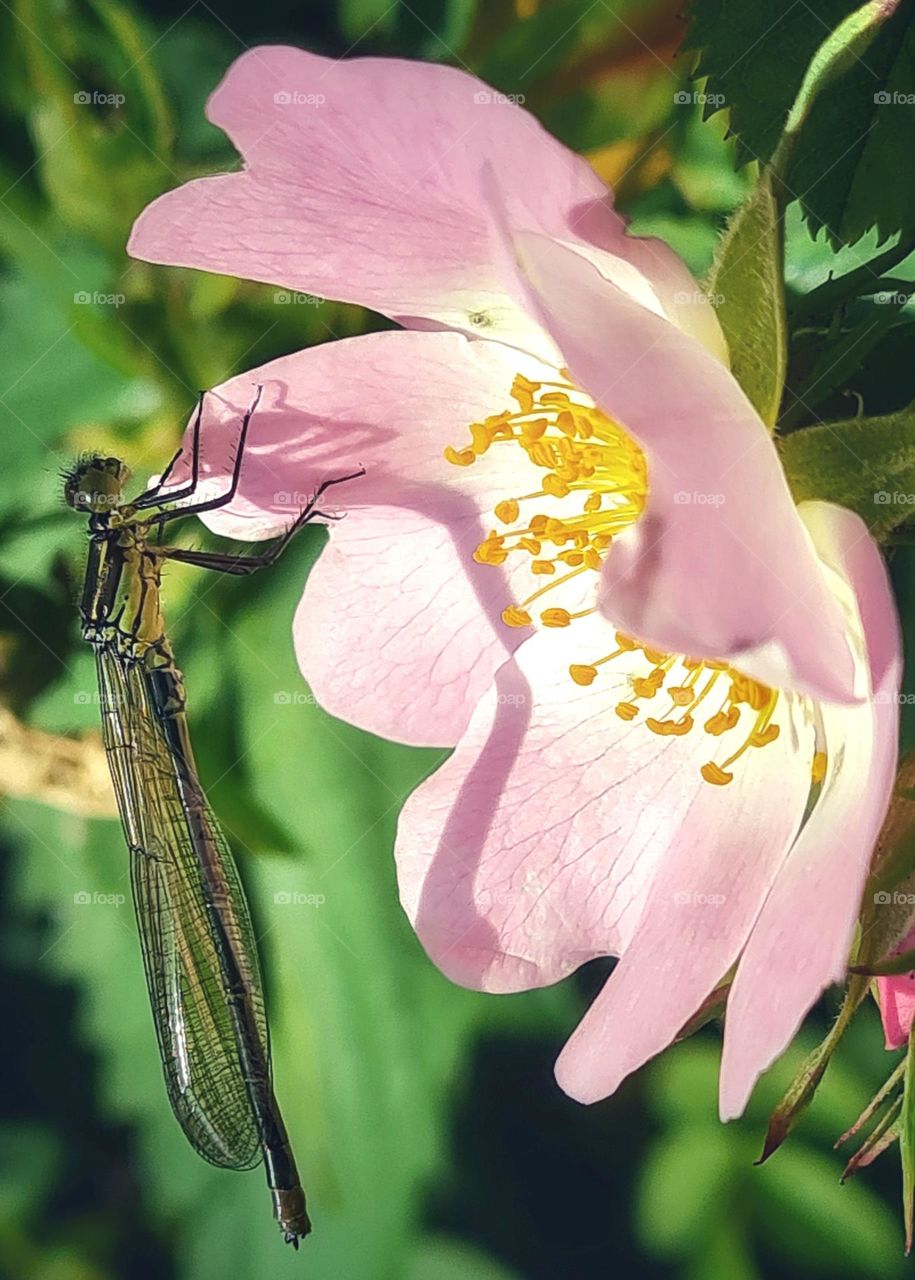 Dragonfly lovs the flowers