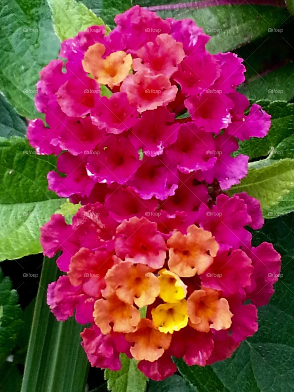 Flowers . Beautiful Lantanas