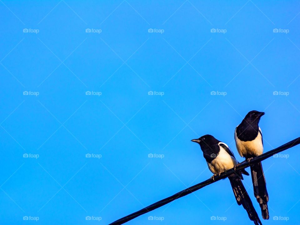 two birds perched on a electric cable.