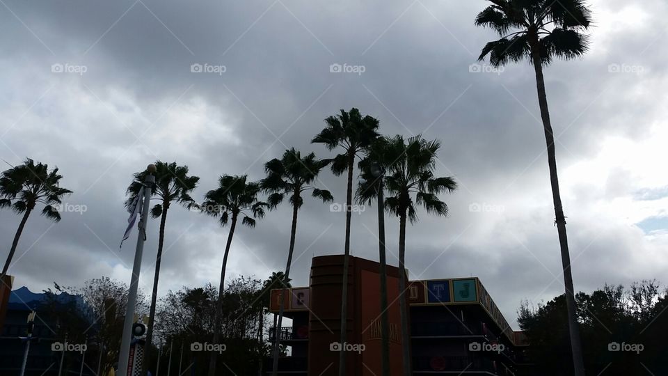 cloudy palm trees