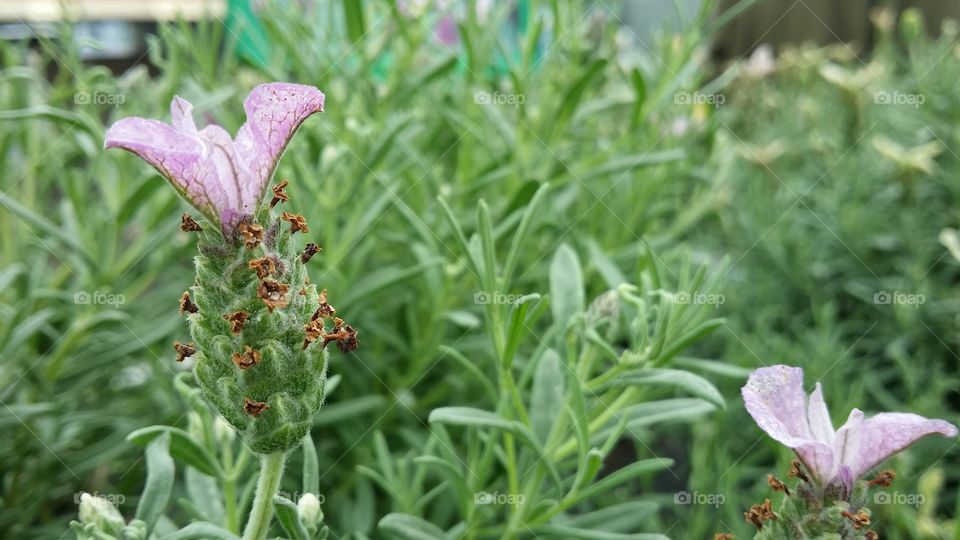 Pink flower