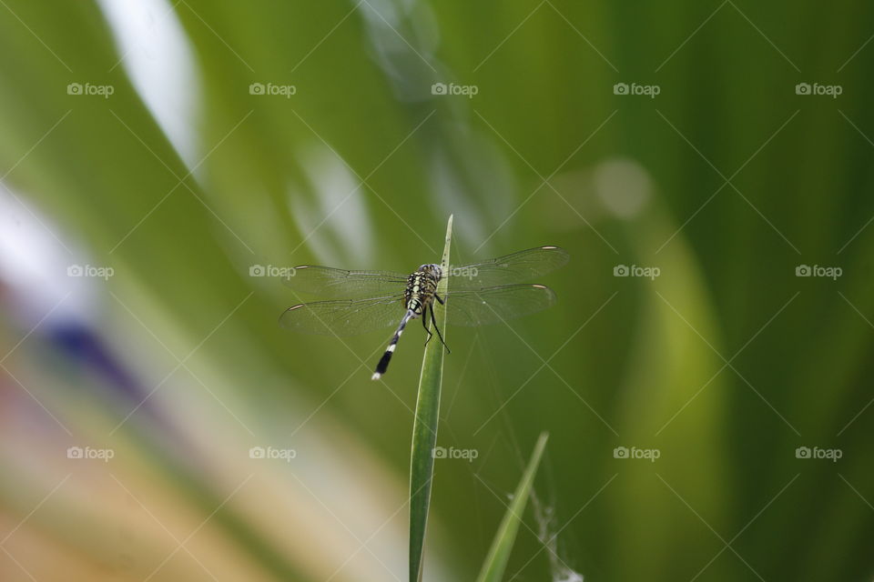 dragonfly