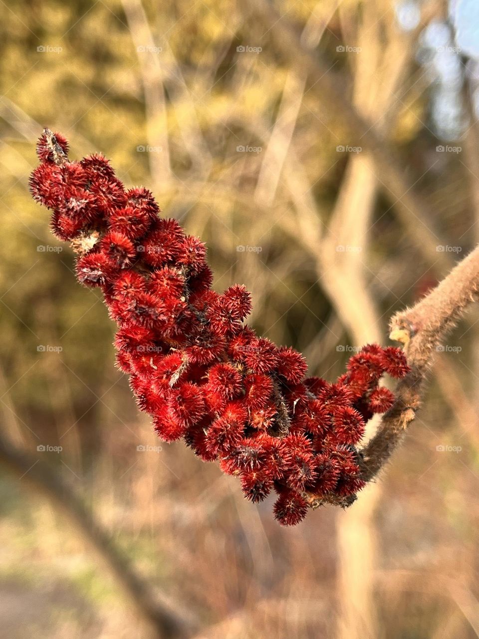 red twig