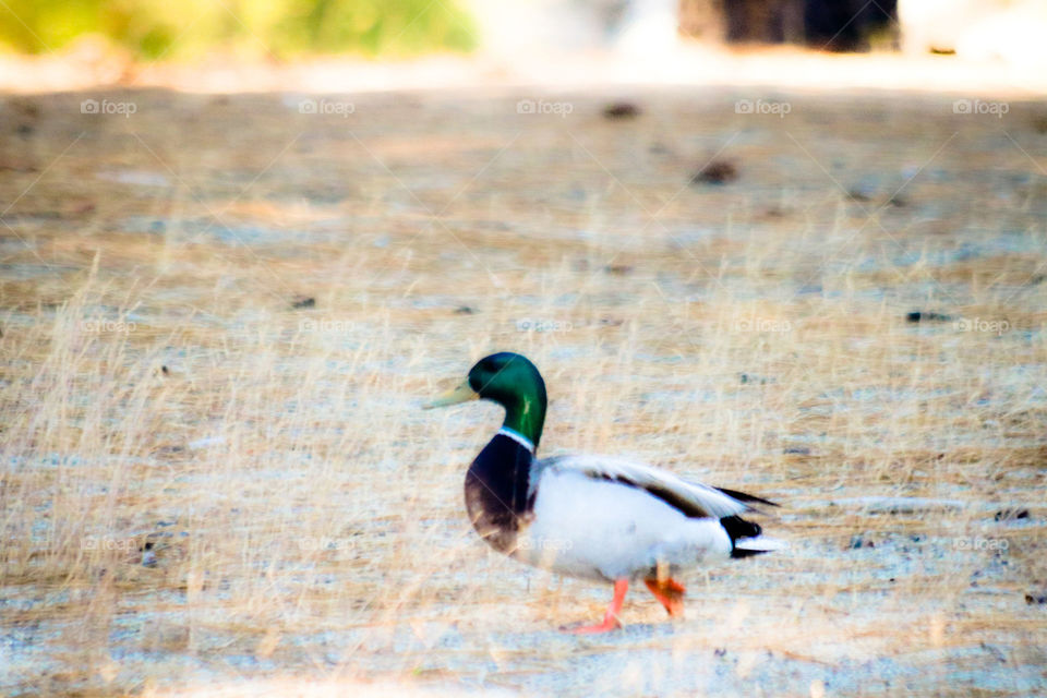 Mallard Duck