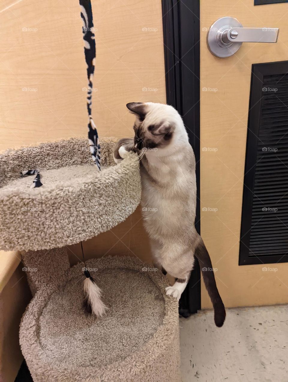 Every day is Caturday