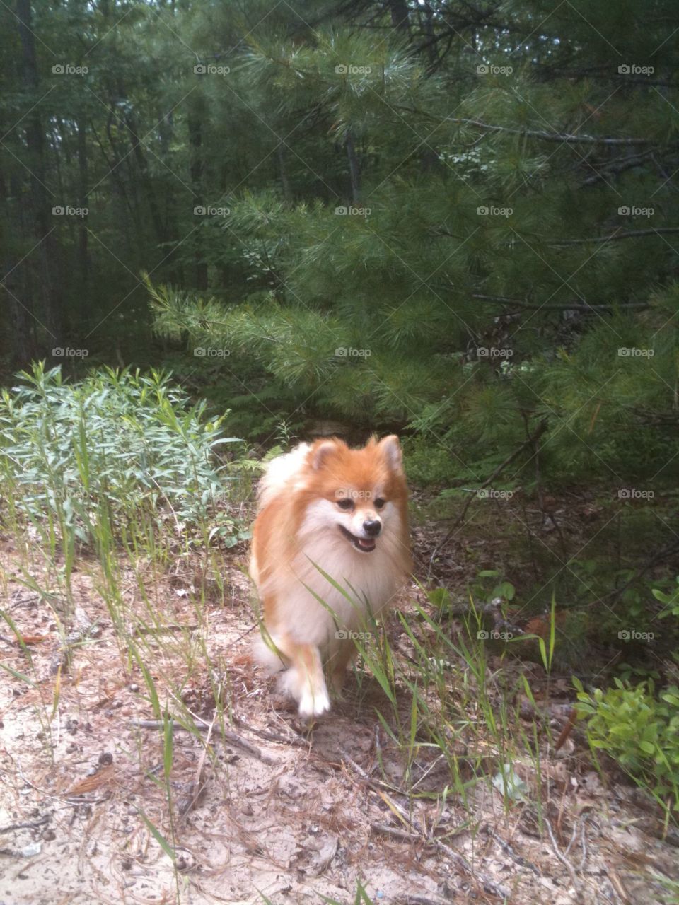 Pomeranian in Northern Michigan. My Pomeranian, hanging out in Northern Michigan. 