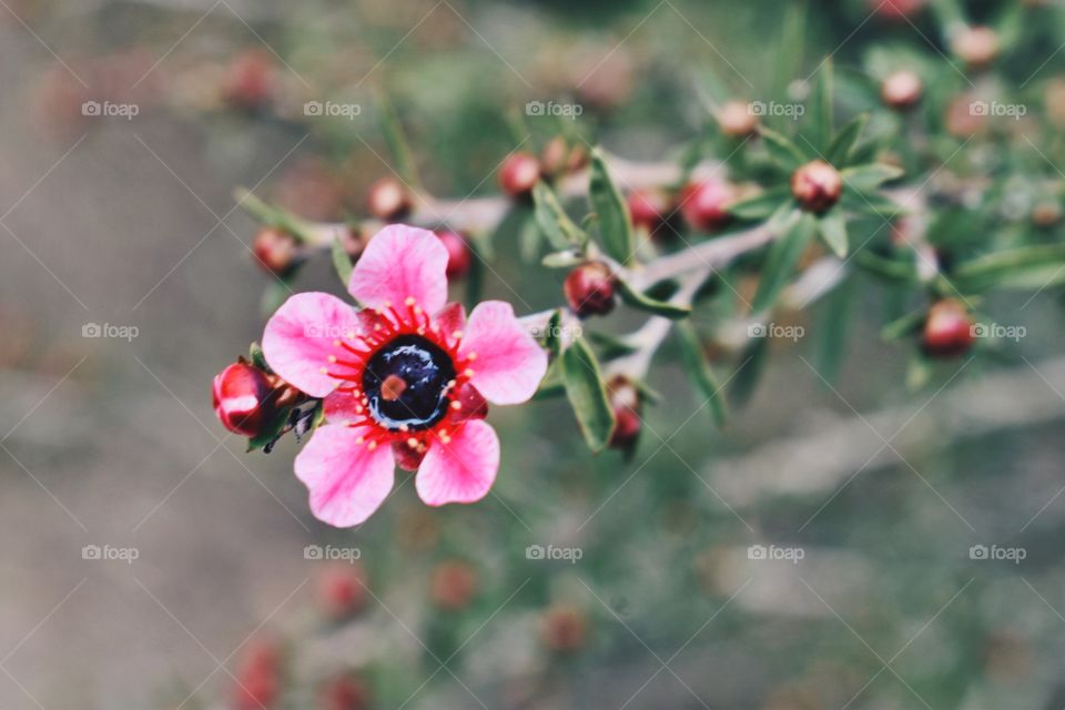 Pink Flower