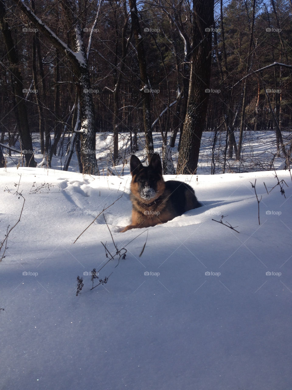 Snow tastes like something familiar 