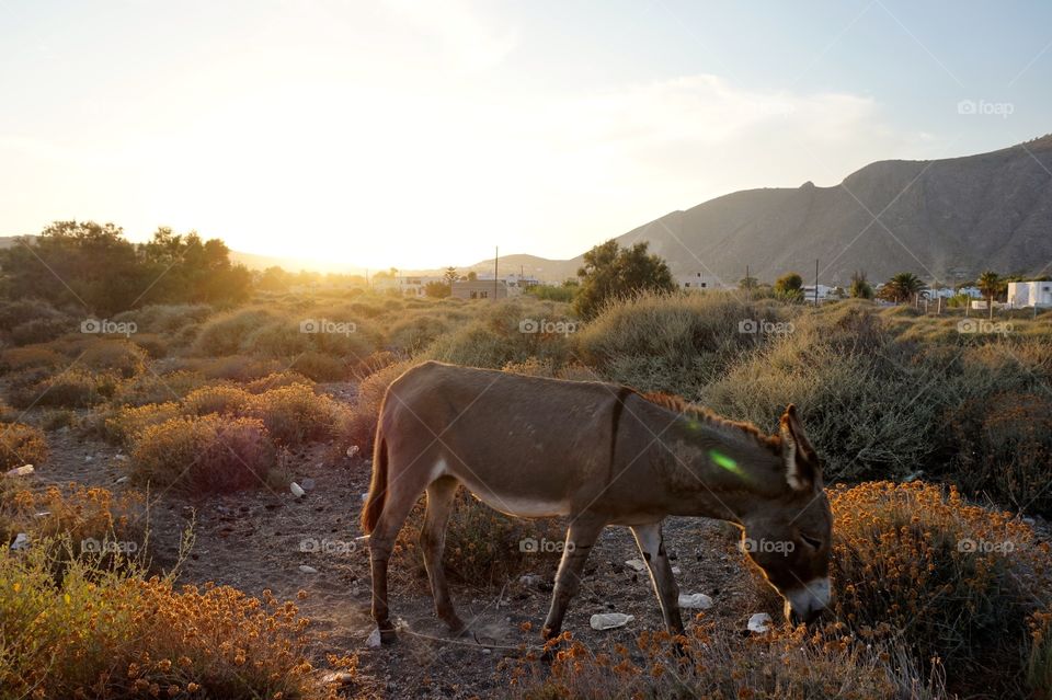 Donkey at dusk, Santorini, Greece 