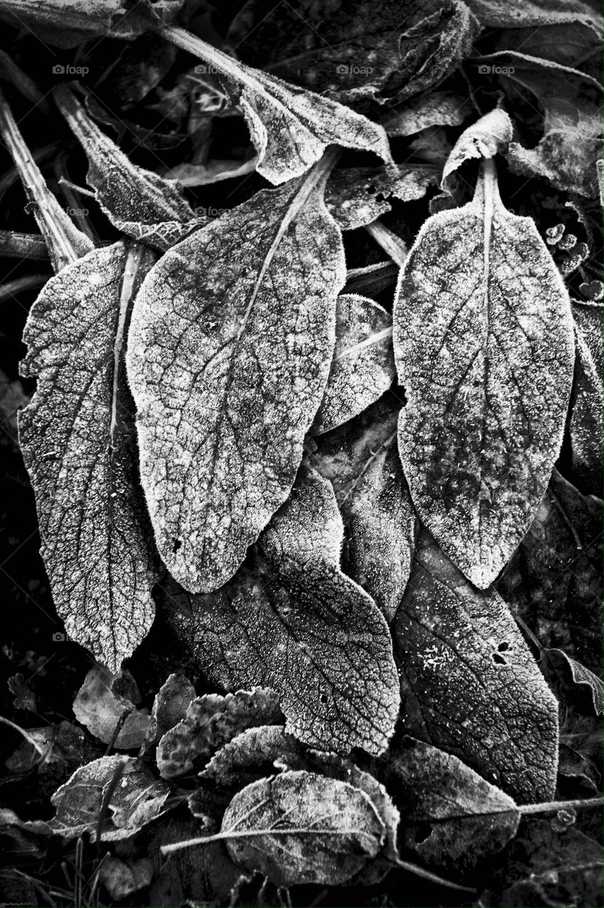 Frozen leafs