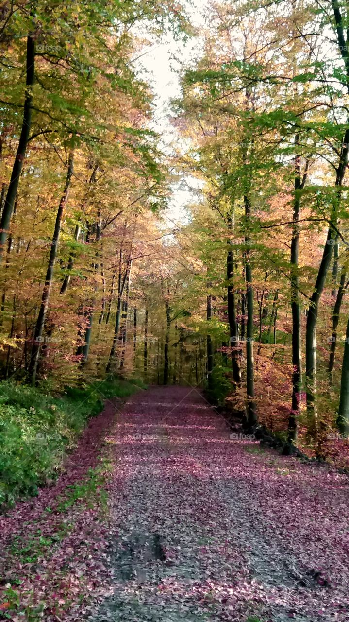 evening walk in the woods in fall