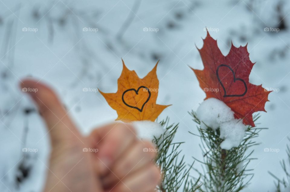 Maple leaves at winter