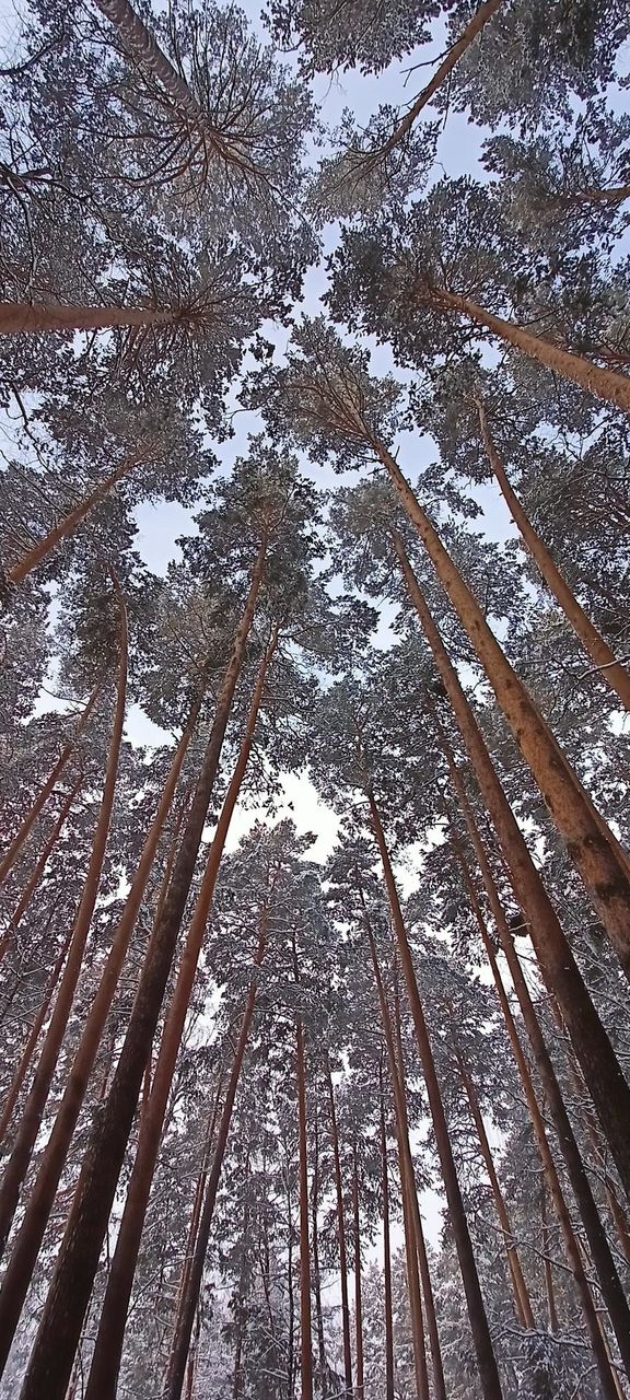 Winter, forest, snow, pine trees, trees in the snow, look up, sky through the branches, winter landscape