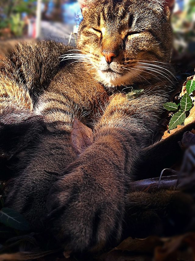 Cat in the Winter Sun