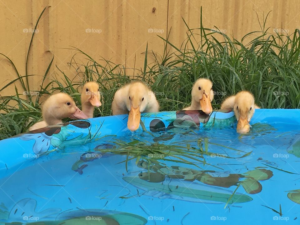 Baby Ducks Drinking