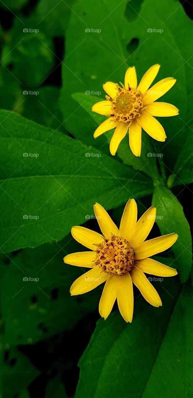 beautiful wild flower of an intense yellow, reflects beauty in all its splendor