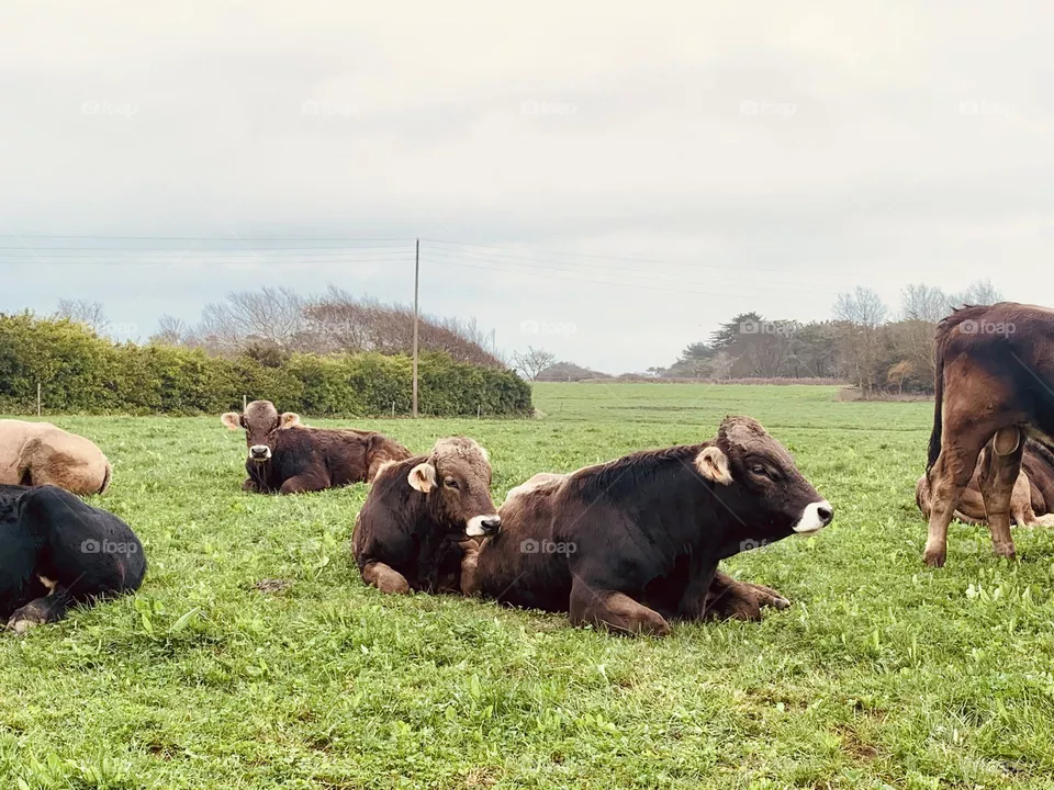 Cows in the meadow