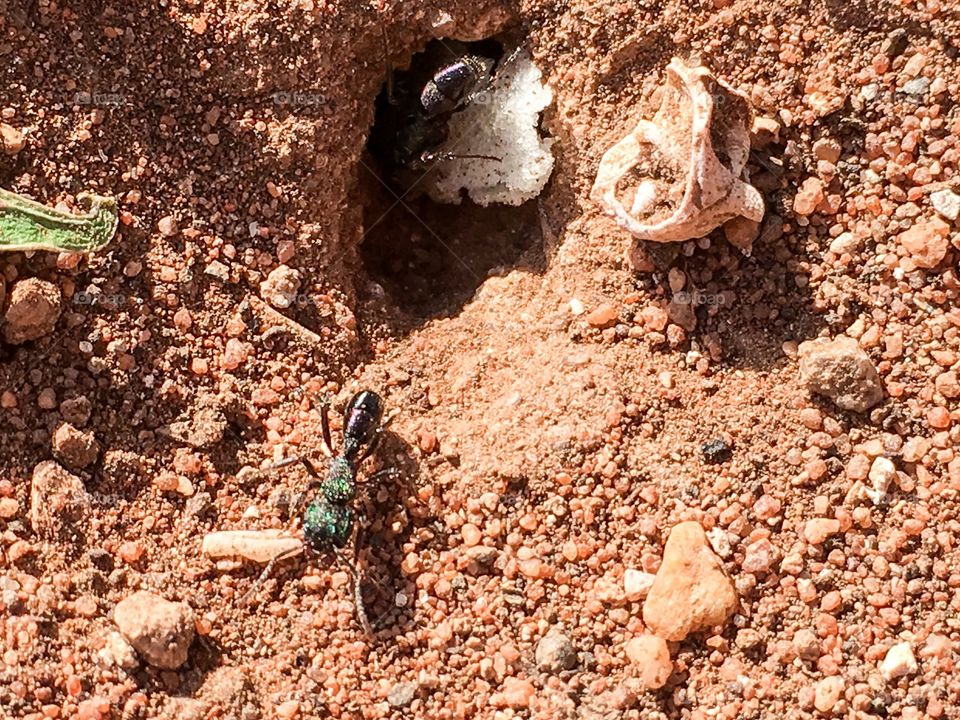 Working ants trying to pull large object into nest
