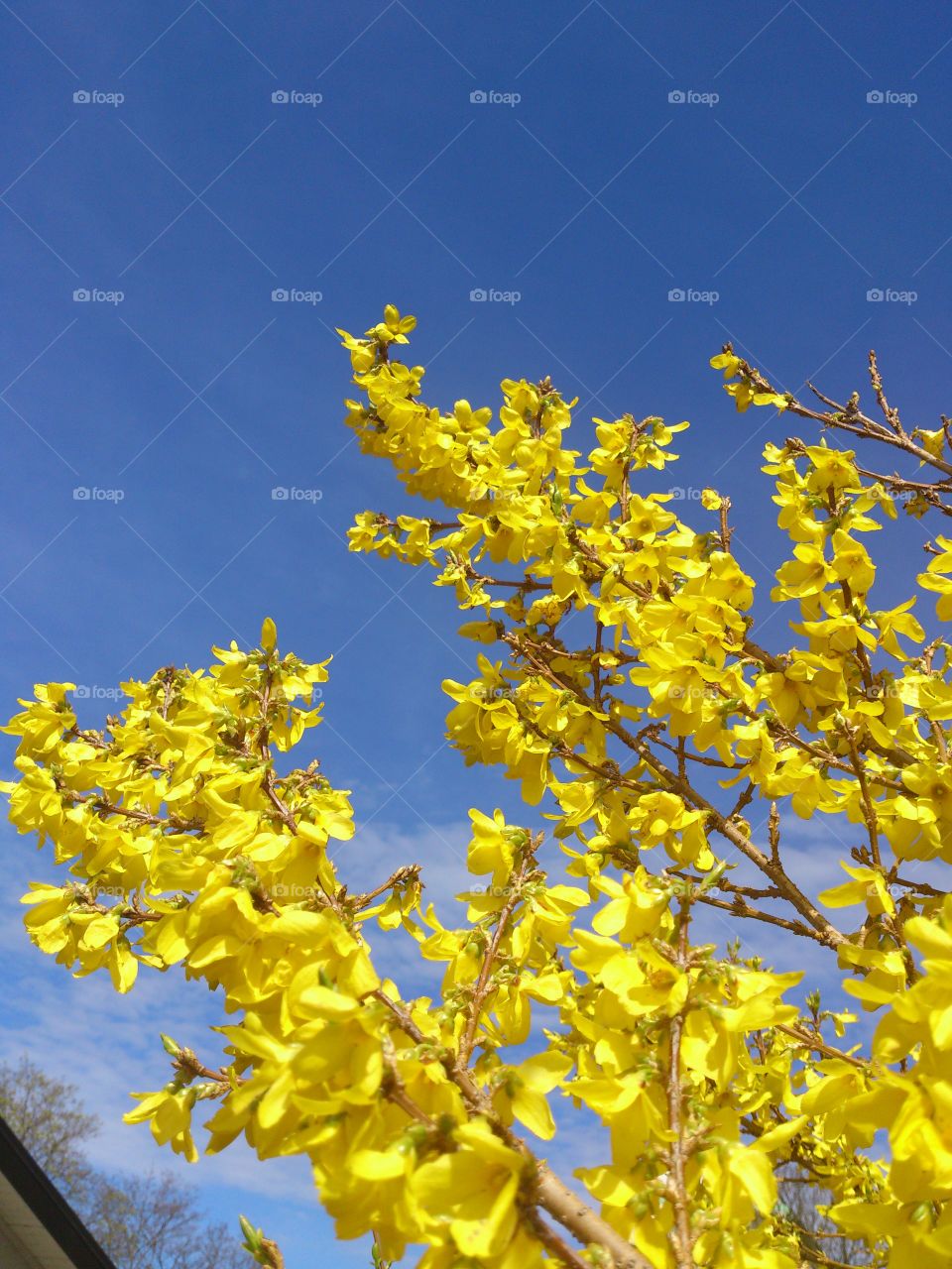 Forsythia 