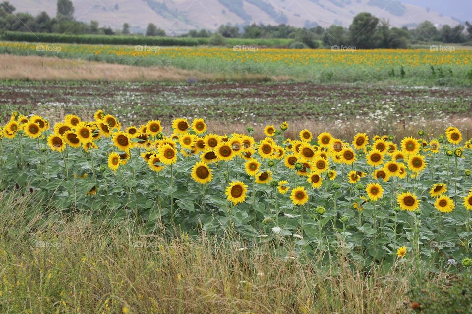 Summer in the meadow 