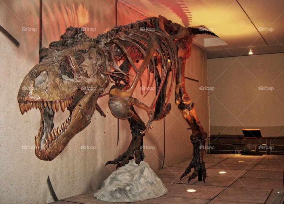 Tyrannosaurus Rex Fossil
