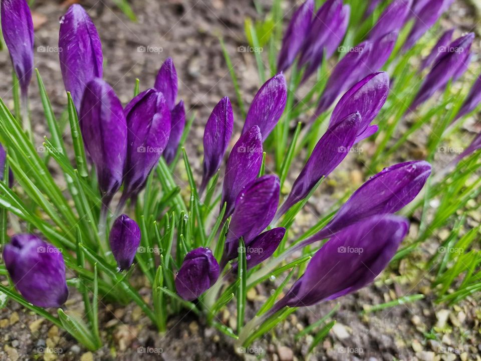 Crocus in march